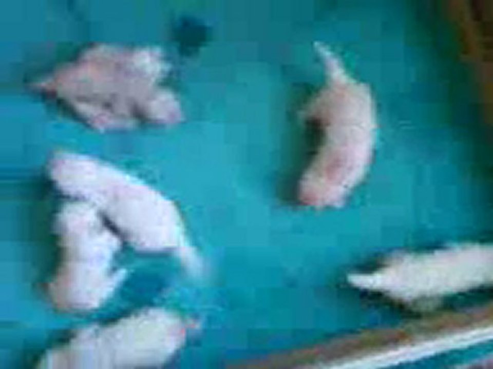sophie's baby
