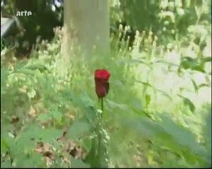 La mort en forêt ou le cimetière forestier