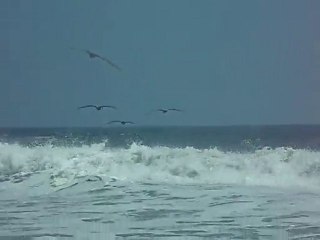 des pélicans qui jouent avec les vagues