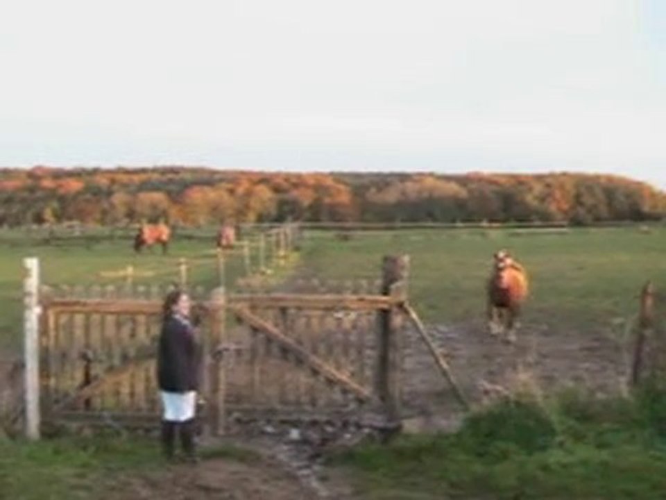 Danette en prairie