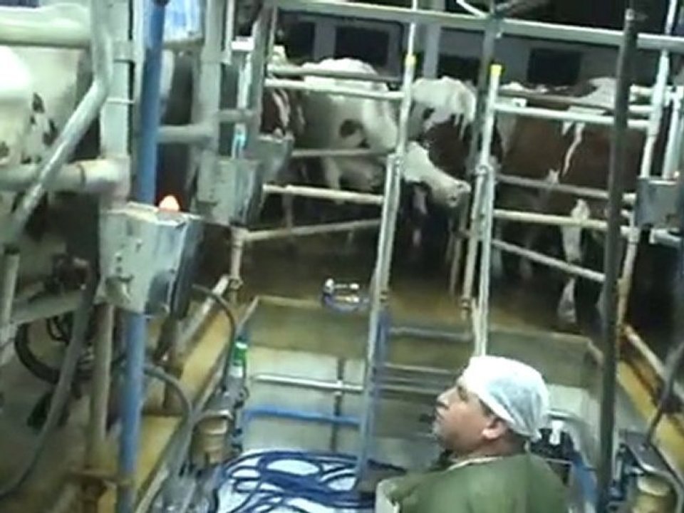 NEY MÜZİĞİNİN İNEKLERİN DOĞAL DAVRFANIŞLARI VE SÜT VERİMİ ET