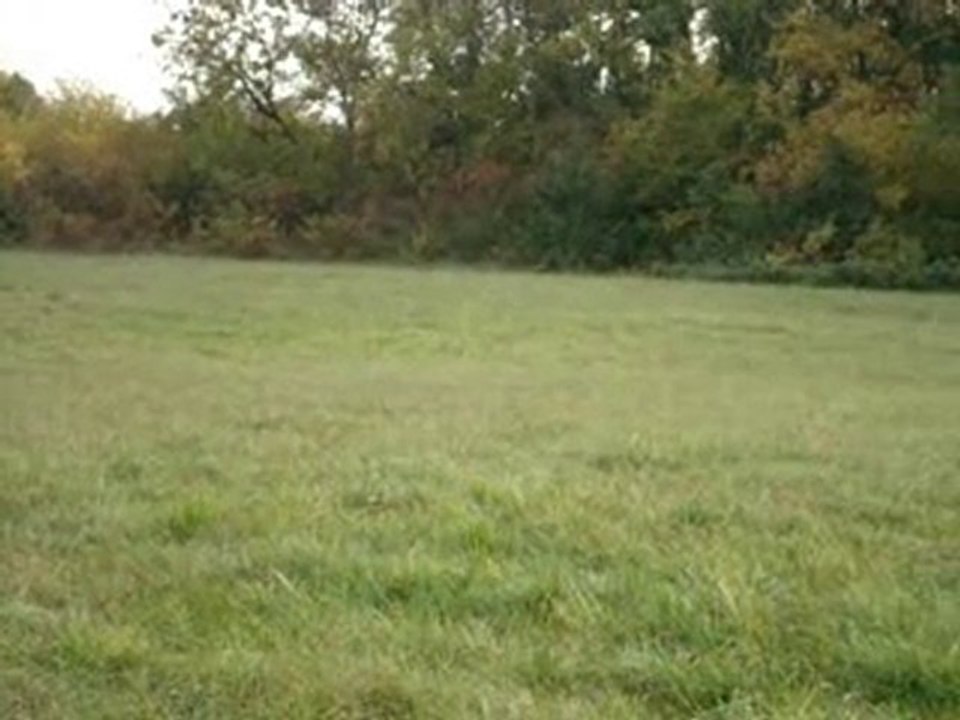 CHASSE AUX SANGLIERS 01 11 2010