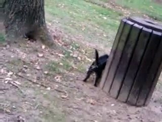 petit chien qui court :d