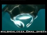 Scuba Diving South Africa - Reef Diving at Aliwal Shoal