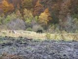 Fin d'estive pour les chevaux Mérens et Castillonnais