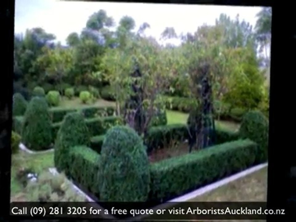 Tree Services Auckland - Auckland Tree Services:Ph (09) 281