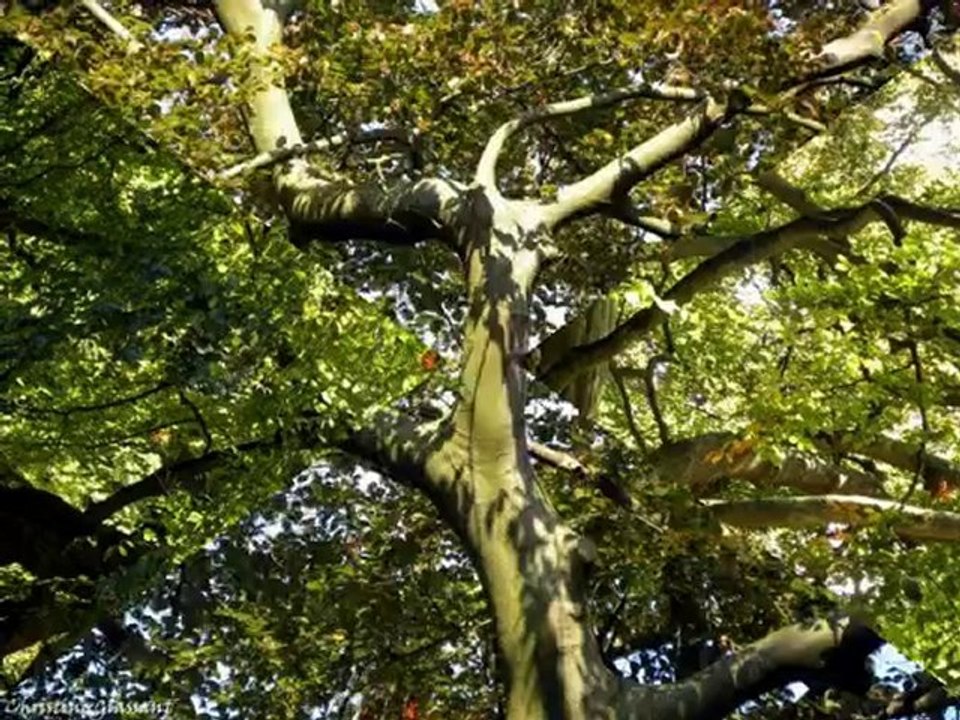 ARBRES JE VOUS AIME