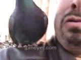 Italy travel: Venices St. Marks Square feeding pigeons, part