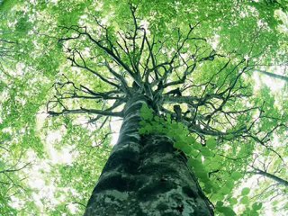 IL SILENZIO - Trumpet Solo