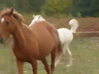 Arabelle des Prades pouliche crème à vendre