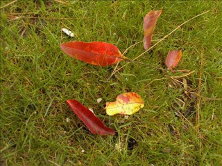 ne susuyorsun GÜLDEN KARABÖCEK
