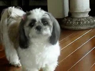 シーズーぷーちゃん　shih ztu dog named POO