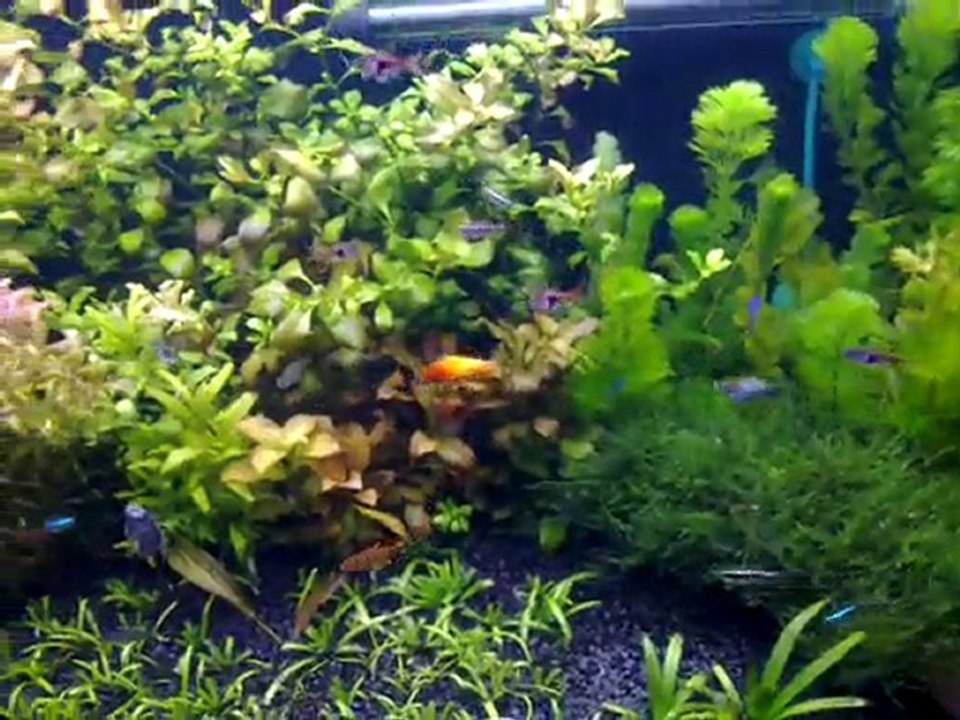 01112010010120x45x55  bitkili akvaryum