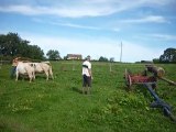 chargement de grumes avec une paire de vaches charollaises