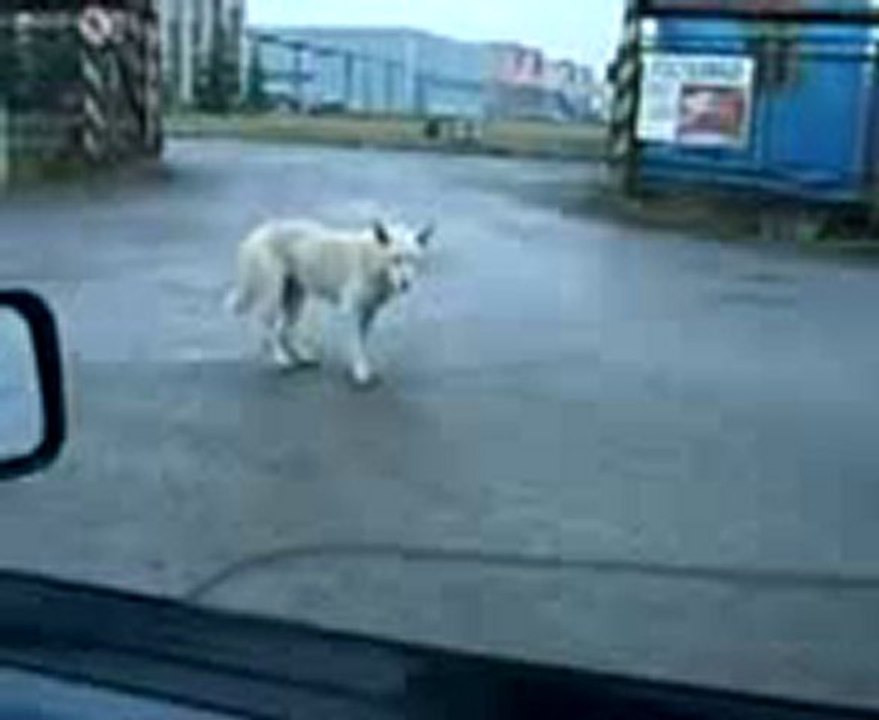 Dancing Dog