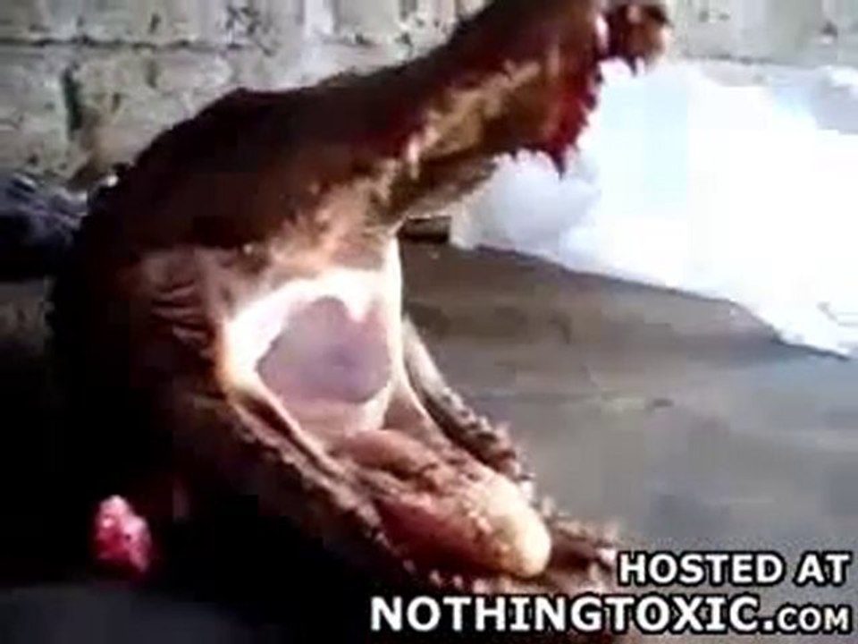 Chopped Off Alligator Head Refuses To Die