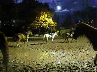 Dimanche 31 octobre 2010