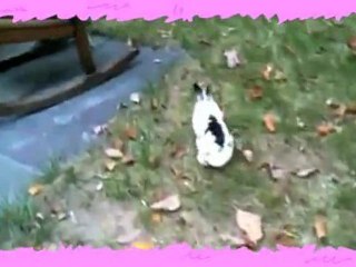 Moose VS Kitty! - Number One Super Cutie Patootie 011