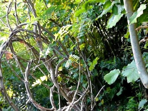 Jeudi 28 octobre 2010 Sculptures-Vivantes-Végétales