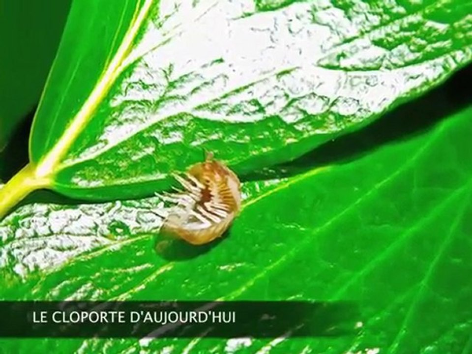 Les fossiles vivants rétutent la théorie de l'évolution - 2