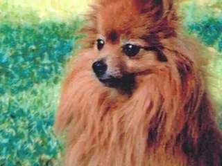 Suko ma petite chienne