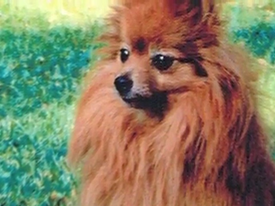 Suko ma petite chienne