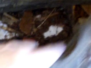 Charlotte Home Inspector Talks About Termites