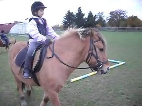 Les poneys de Sophie 77 au rythme des petits pas