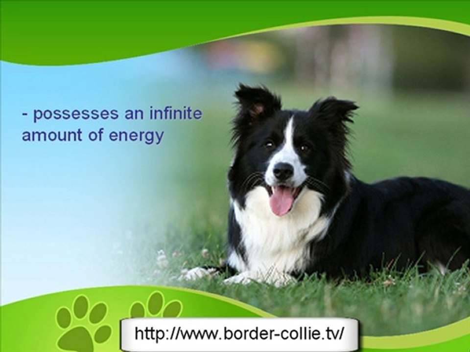 Border Collie History
