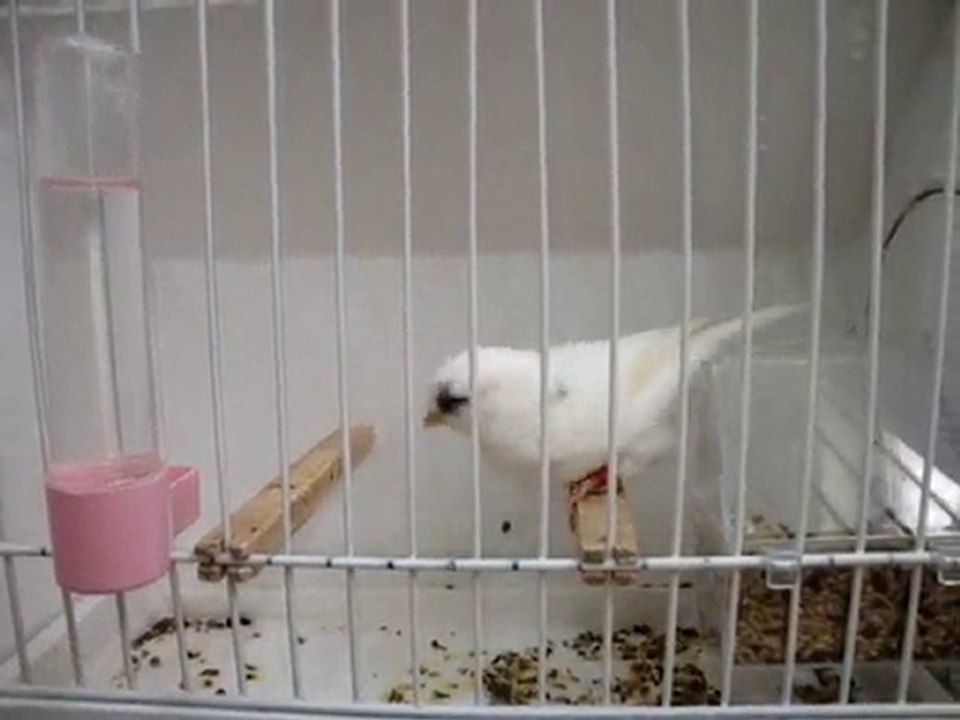 NECATİ AYDIN GLOSTER-2-2010