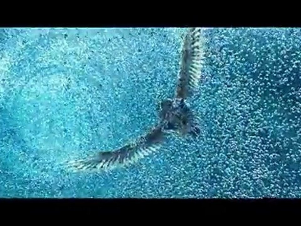 Le Royaume de Ga'hoole - Extrait Ralentit en Vol HD VOSTFR