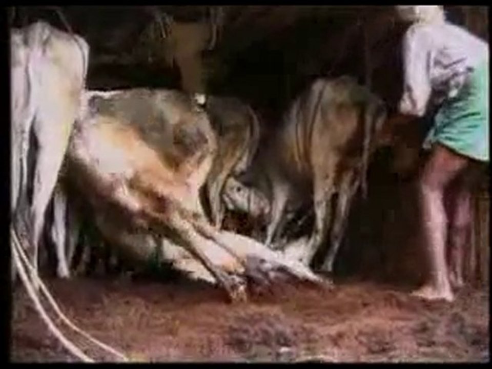 Cruauté envers les animaux  3 sur 5