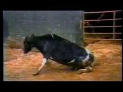 Cruauté envers les animaux 5 sur 5