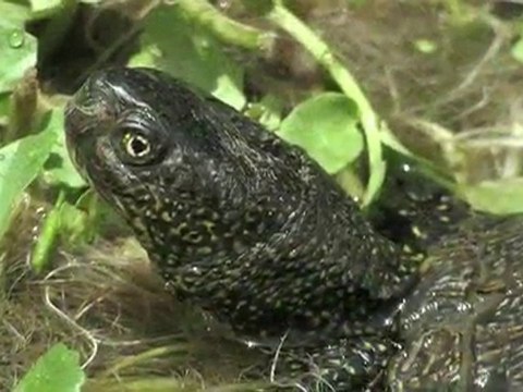 REPTILES ET TORTUES DU MAROC