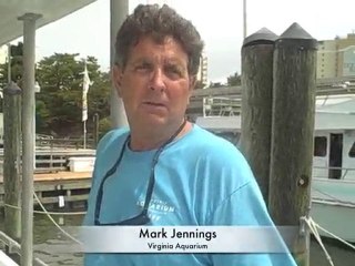 Virginia Beach Outdoor Travel, dolphin watching & more!