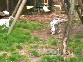 Chiots à 3 mois