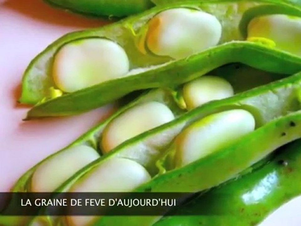 Les fossiles vivants rétutent la théorie de l'évolution - 5