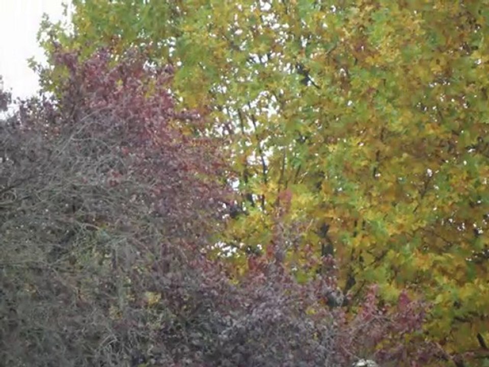 Marché avec l'école ( novembre 2010)