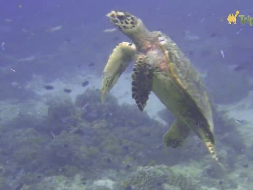 Snorkeling Gili Trawangan
