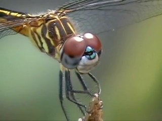 LIBELULAS - SLOW MOTION