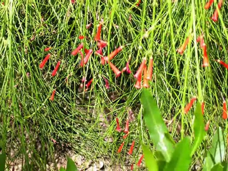 La Flore égyptienne