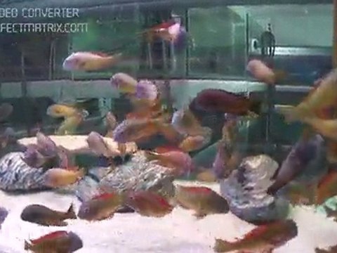 tropheus ilangi yellow