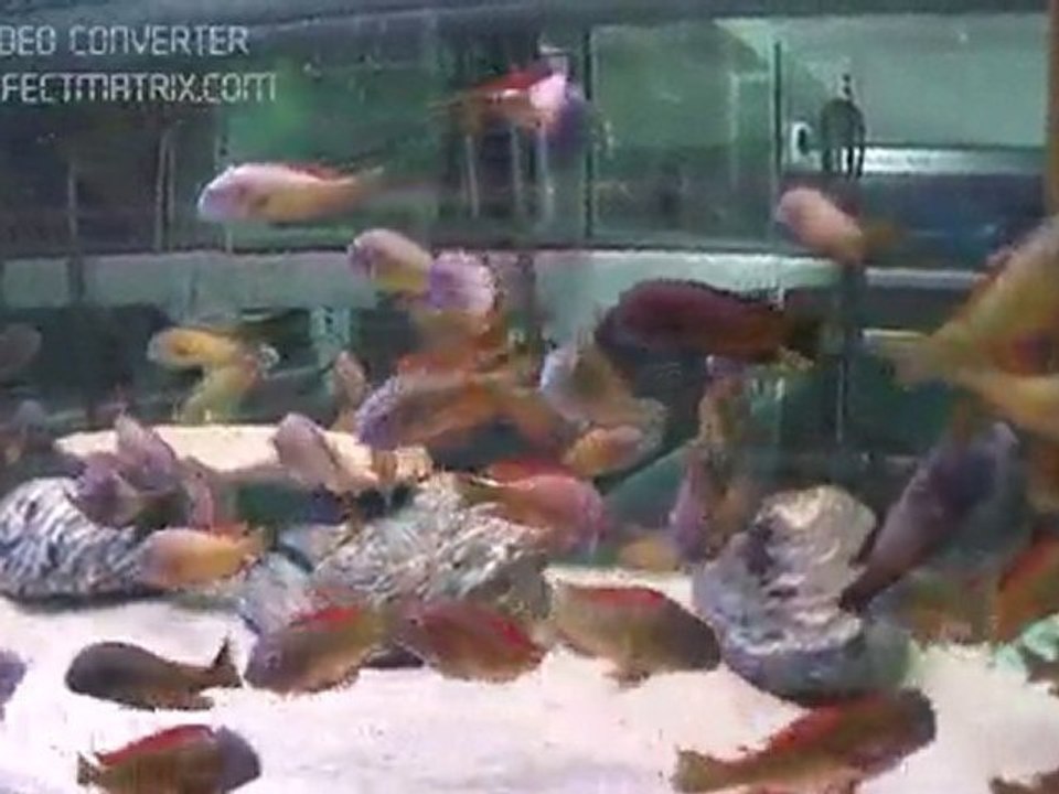 tropheus ilangi yellow