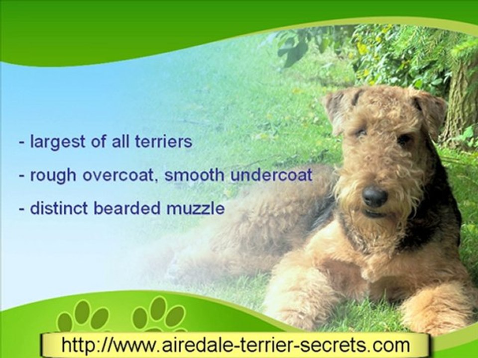 Getting to Know Your Airedale Terrier