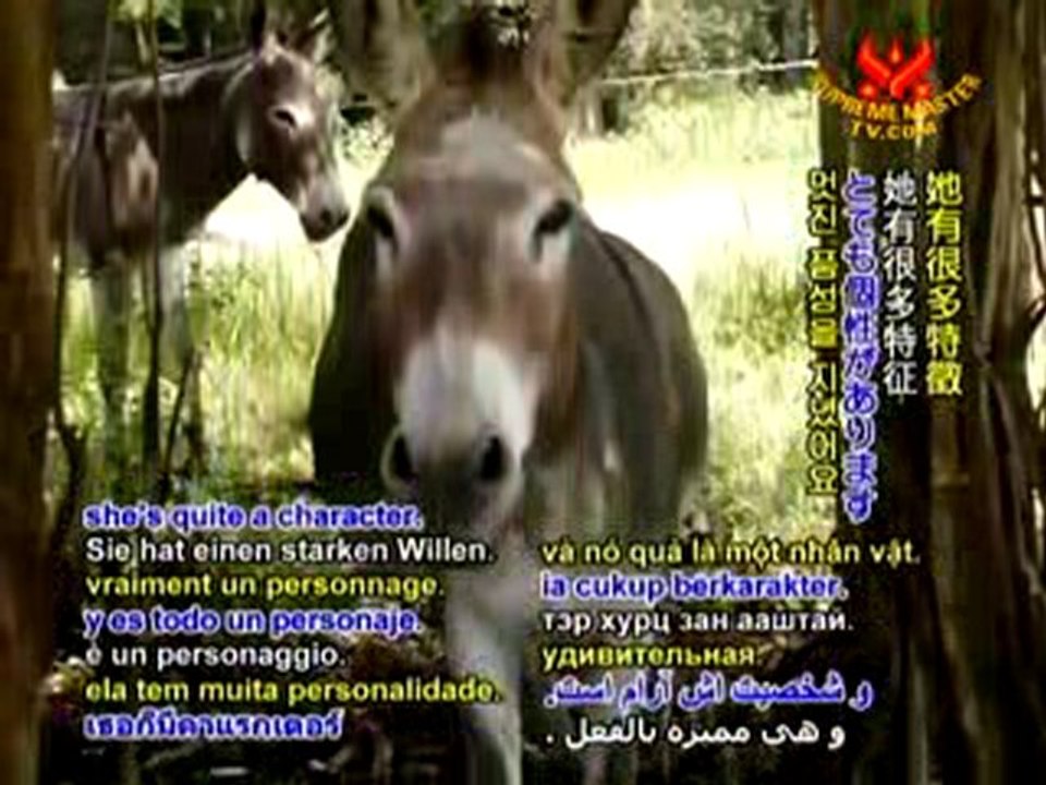 Togetherness & Simple Living at Cariad Farm Sanctuary - P1/2