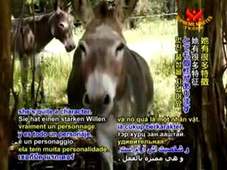 Togetherness & Simple Living at Cariad Farm Sanctuary - P1/2