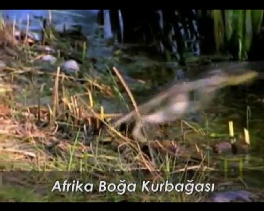 Afrika Boğa Kurbası