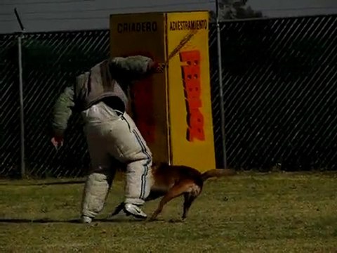 Tonatiuh du Calvaire aux Acacias
