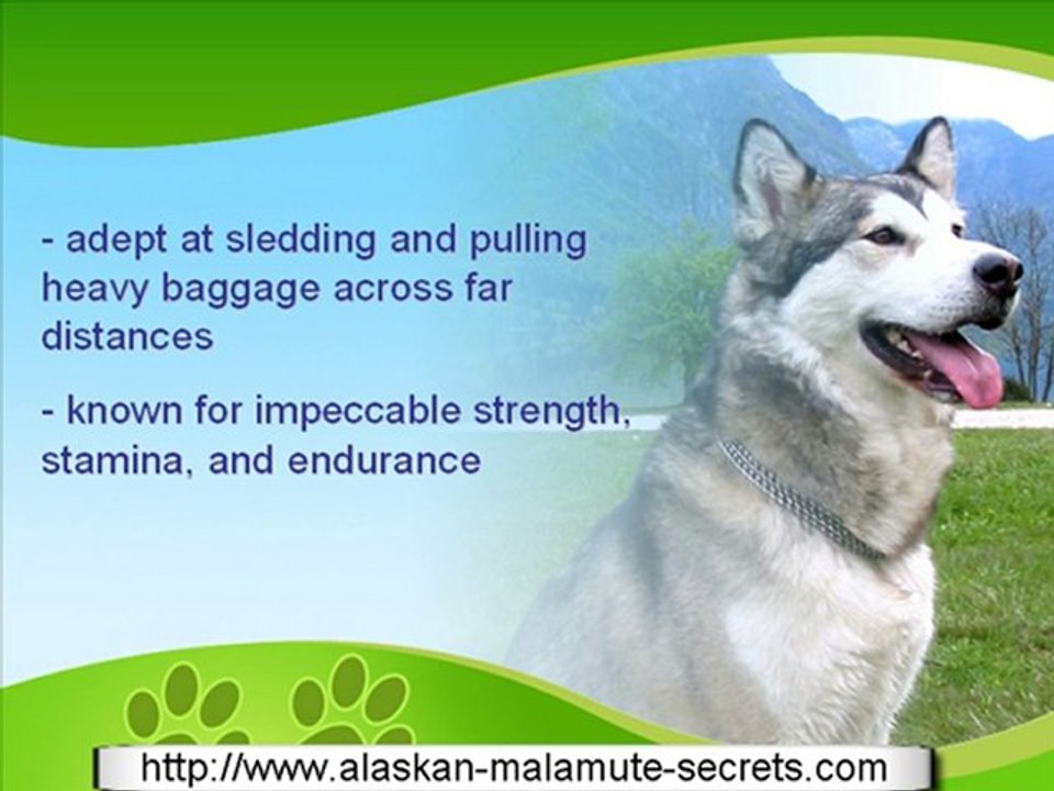 Getting to Know Your Alaskan Malamute