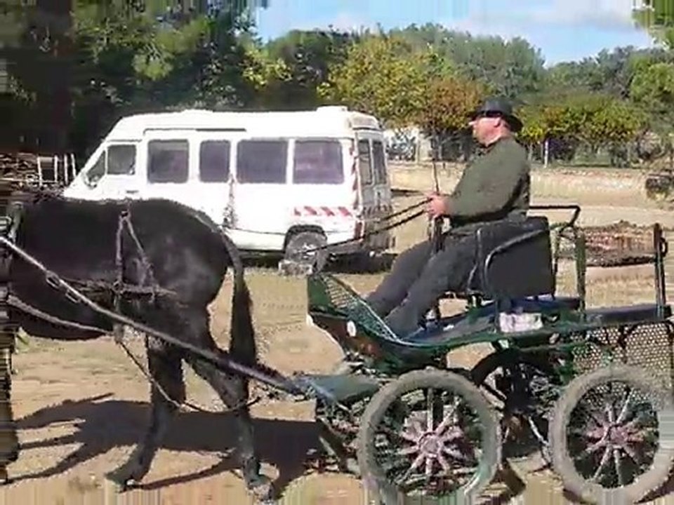 Débourrage de VANINA  à l'attelage
